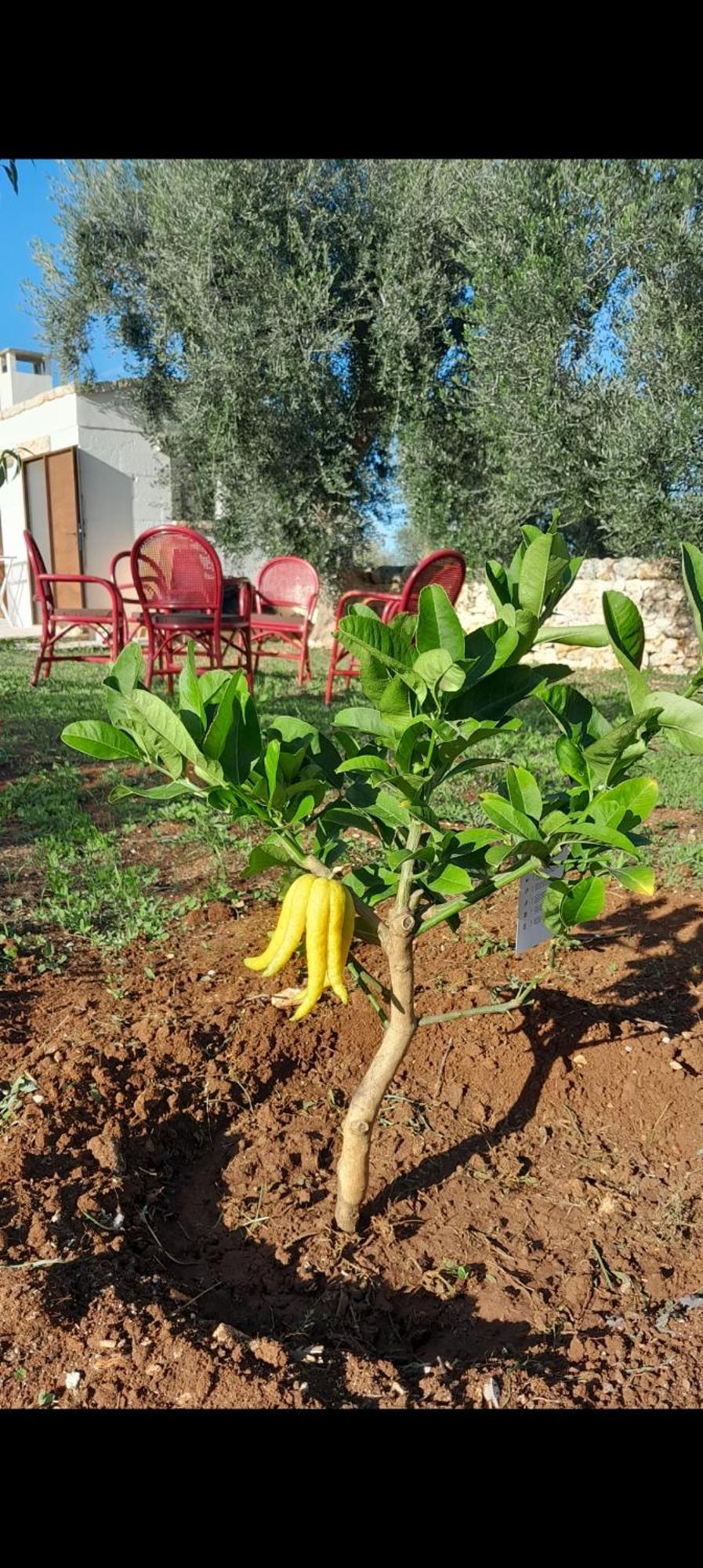 فيلا Trullo Zurlo أوستوني المظهر الخارجي الصورة